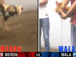 Đá gà cựa dao ngày 01/12/2020