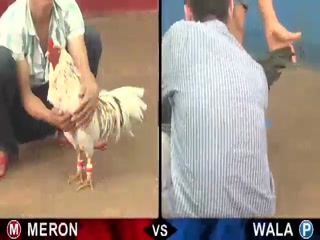 Đá gà cựa sắt ngày 01/12/2020