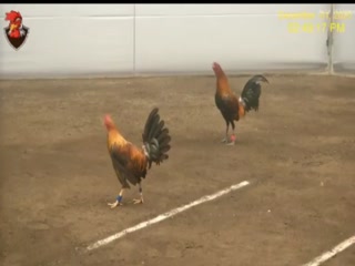 Đá gà cựa dao ngày 02/12/2020