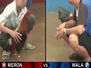 Đá gà cựa sắt ngày 02/12/2020