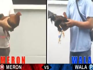 Đá gà cựa dao ngày 03/12/2020