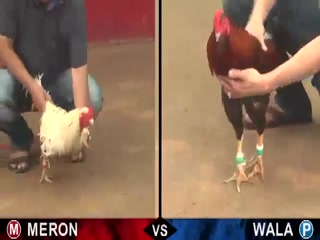 Đá gà cựa sắt ngày 03/12/2020