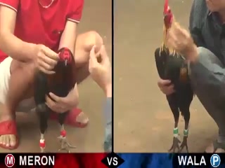 Đá gà cựa sắt ngày 04/12/2020