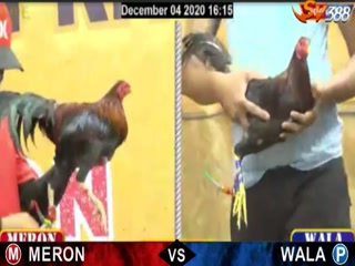 Đá gà cựa dao ngày 05/12/2020