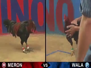 Đá gà cựa sắt ngày 06/12/2020