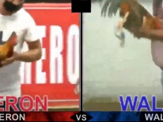 Đá gà cựa dao ngày 07/05/2021