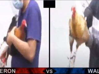 Đá gà cựa dao ngày 08/05/2021