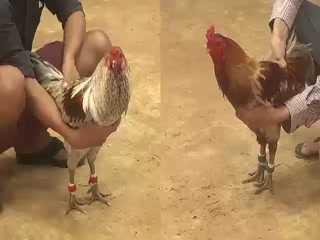 Đá gà cựa sắt ngày 08/12/2020