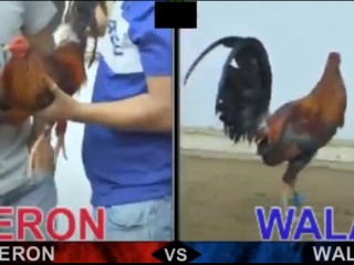 Đá gà cựa dao ngày 09/05/2021