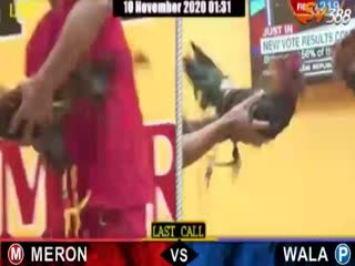 Đá gà cựa dao ngày 01/11/2020