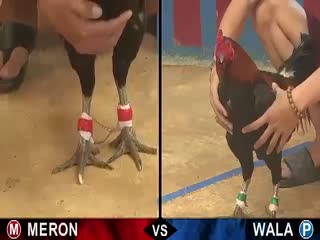 Đá gà cựa sắt ngày 31/10/2020