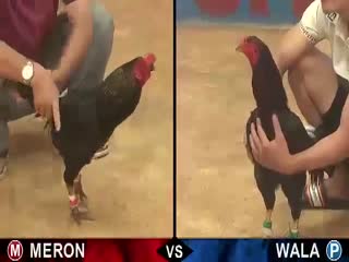 Đá gà cựa sắt ngày 01/11/2020