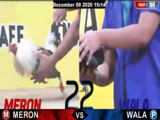 Đá gà cựa dao ngày 10/12/2020