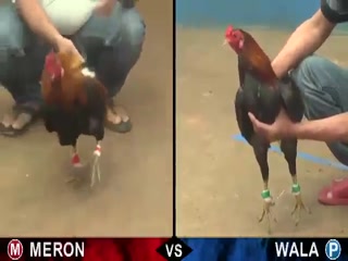 Đá gà cựa sắt ngày 10/12/2020