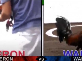 Đá gà cựa dao ngày 11/04/2021