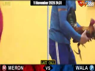 Đá gà cựa dao ngày 04/11/2020