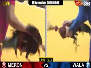 Đá gà cựa dao ngày 05/11/2020