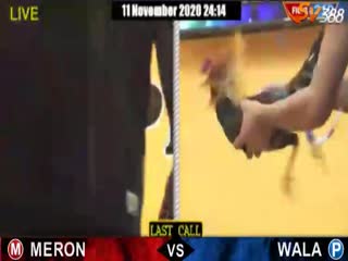 Đá gà cựa dao ngày 07/11/2020