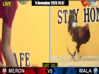 Đá gà cựa dao ngày 08/11/2020