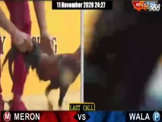 Đá gà cựa dao ngày 09/11/2020