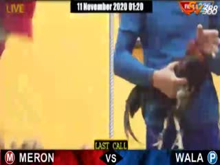 Đá gà cựa dao ngày 10/11/2020