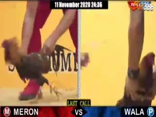 Đá gà cựa dao ngày 11/11/2020