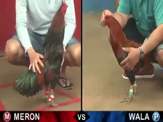 Đá gà cựa sắt ngày 06/11/2020