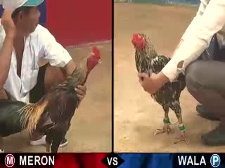 Đá gà cựa sắt ngày 07/11/2020