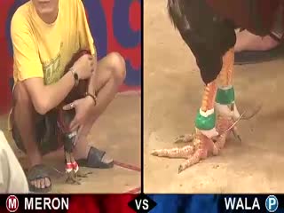 Đá gà cựa sắt ngày 08/11/2020