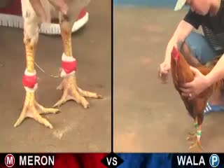 Đá gà cựa sắt ngày 10/11/2020