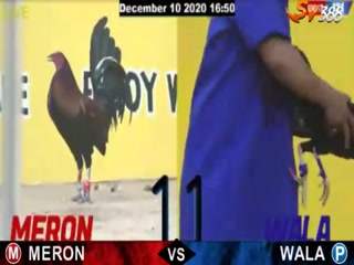 Đá gà cựa dao ngày 11/12/2020