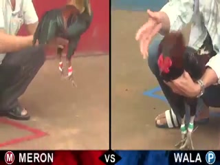 Đá gà cựa sắt ngày 11/12/2020