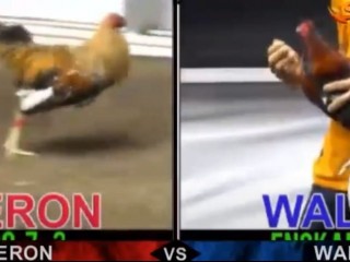 Đá gà cựa dao ngày 12/04/2021