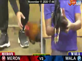 Đá gà cựa dao ngày 12/11/2020