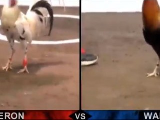 Đá gà cựa dao ngày 13/04/2021