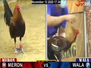 Đá gà cựa dao ngày 13/11/2020