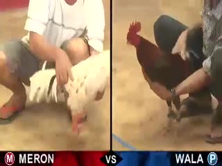 Đá gà cựa sắt ngày 13/11/2020