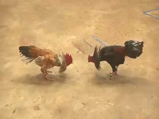 Đá gà cựa sắt ngày 13/12/2020