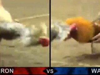 Đá gà cựa dao ngày 14/05/2021