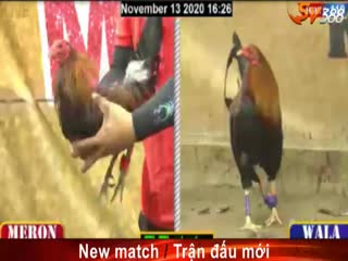 Đá gà cựa dao ngày 14/11/2020