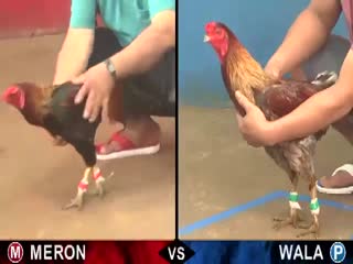 Đá gà cựa sắt ngày 14/11/2020