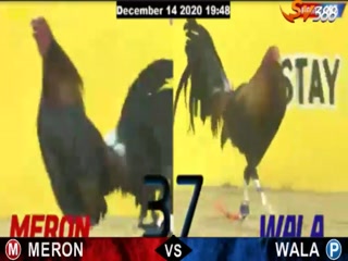 Đá gà cựa dao ngày 15/12/2020