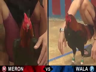 Đá gà cựa sắt ngày 14/12/2020