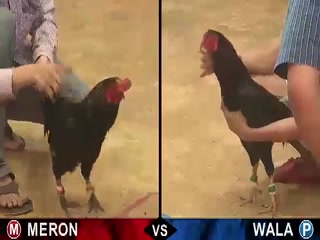 Đá gà cựa sắt ngày 15/12/2020