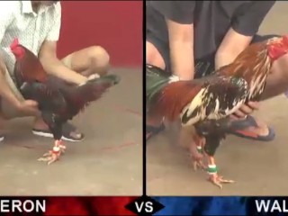 Đá gà cựa sắt ngày 16/04/2021