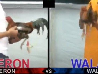 Đá gà cựa dao ngày 15/05/2021