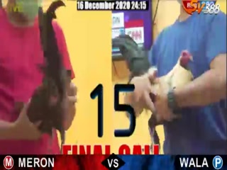 Đá gà cựa dao ngày 16/12/2020