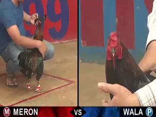 Đá gà cựa sắt ngày 16/12/2020