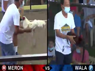 Đá gà cựa dao ngày 17/12/2020