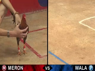 Đá gà cựa sắt ngày 17/12/2020